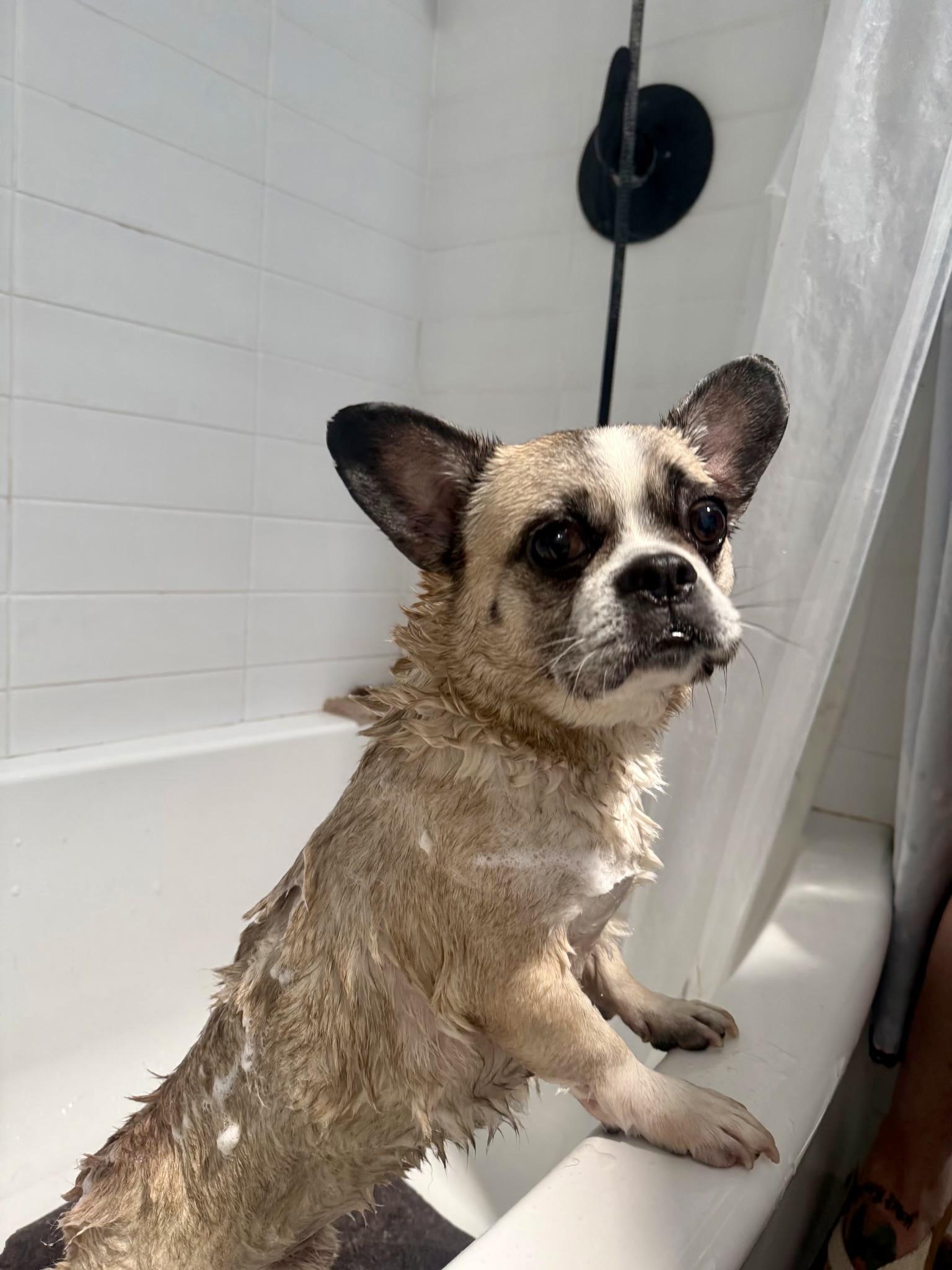 Enlarge Taz, a ADOPTABLE mixed breed in Thousand Oaks, CA image 4/6