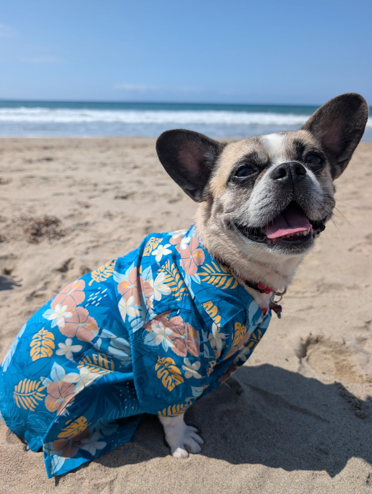 Enlarge Taz, a Adoptable mixed breed in Thousand Oaks, CA image 5/6