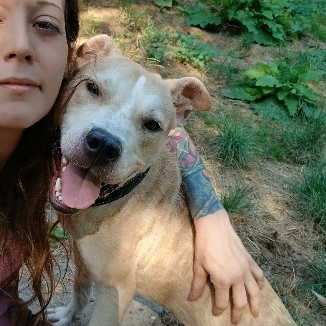 August, a ADOPTABLE Mixed Breed in Saugerties, NY image 4/6
