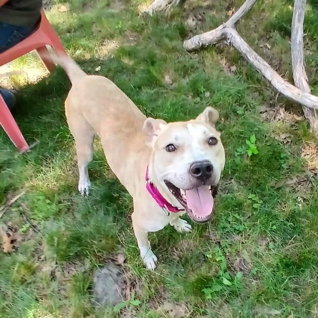 August, a ADOPTABLE Mixed Breed in Saugerties, NY image 3/6