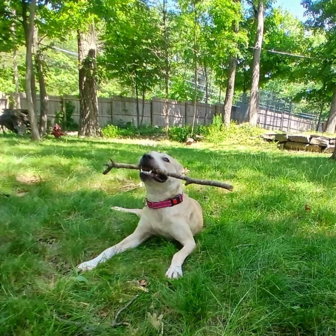 August, a ADOPTABLE Mixed Breed in Saugerties, NY image 2/6