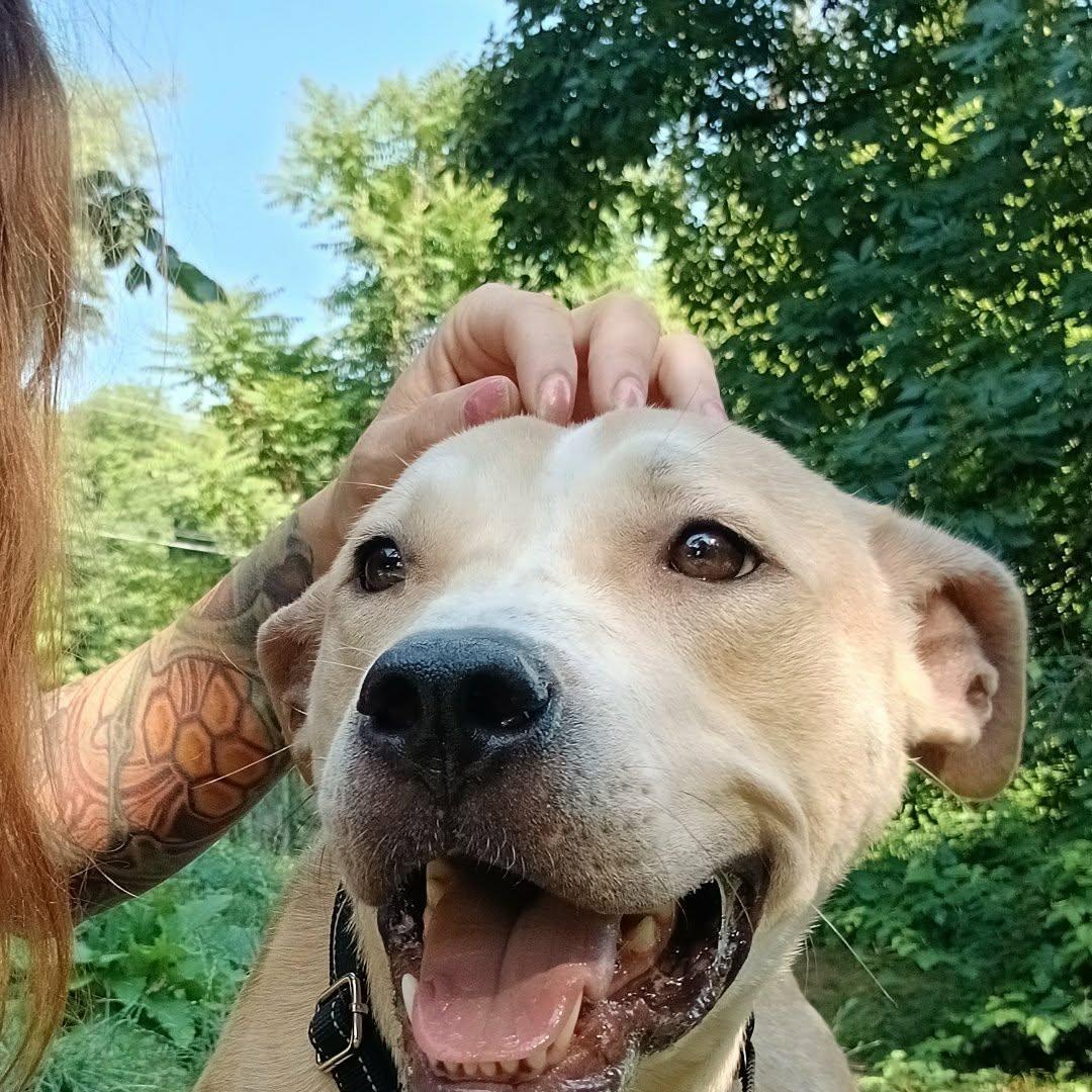 August, ADOPTABLE, Young Male Mixed Breed.