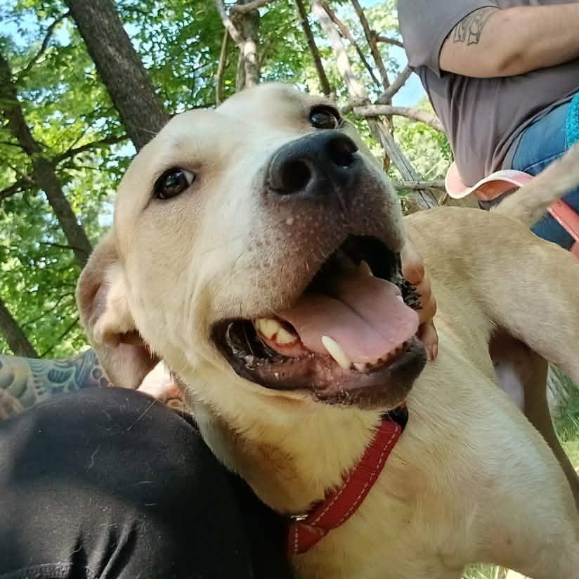 August, a ADOPTABLE Mixed Breed in Saugerties, NY image 5/6