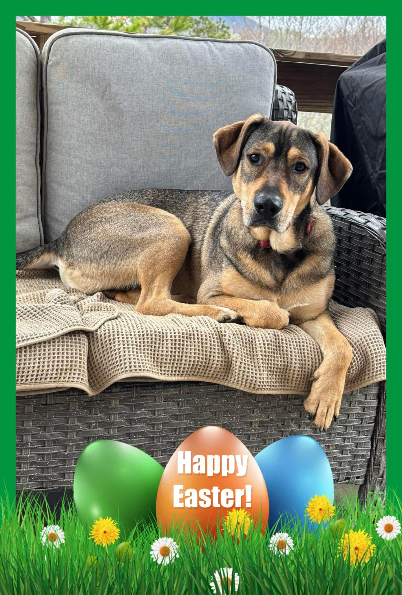 Enlarge Wiley, a ADOPTABLE mixed breed in Maryville, TN image 2/4