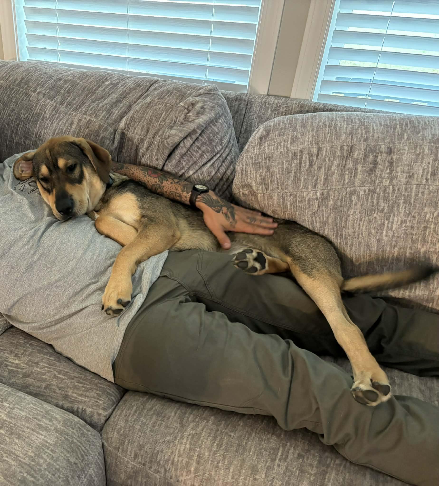 Enlarge Wiley, a ADOPTABLE mixed breed in Maryville, TN image 1/3