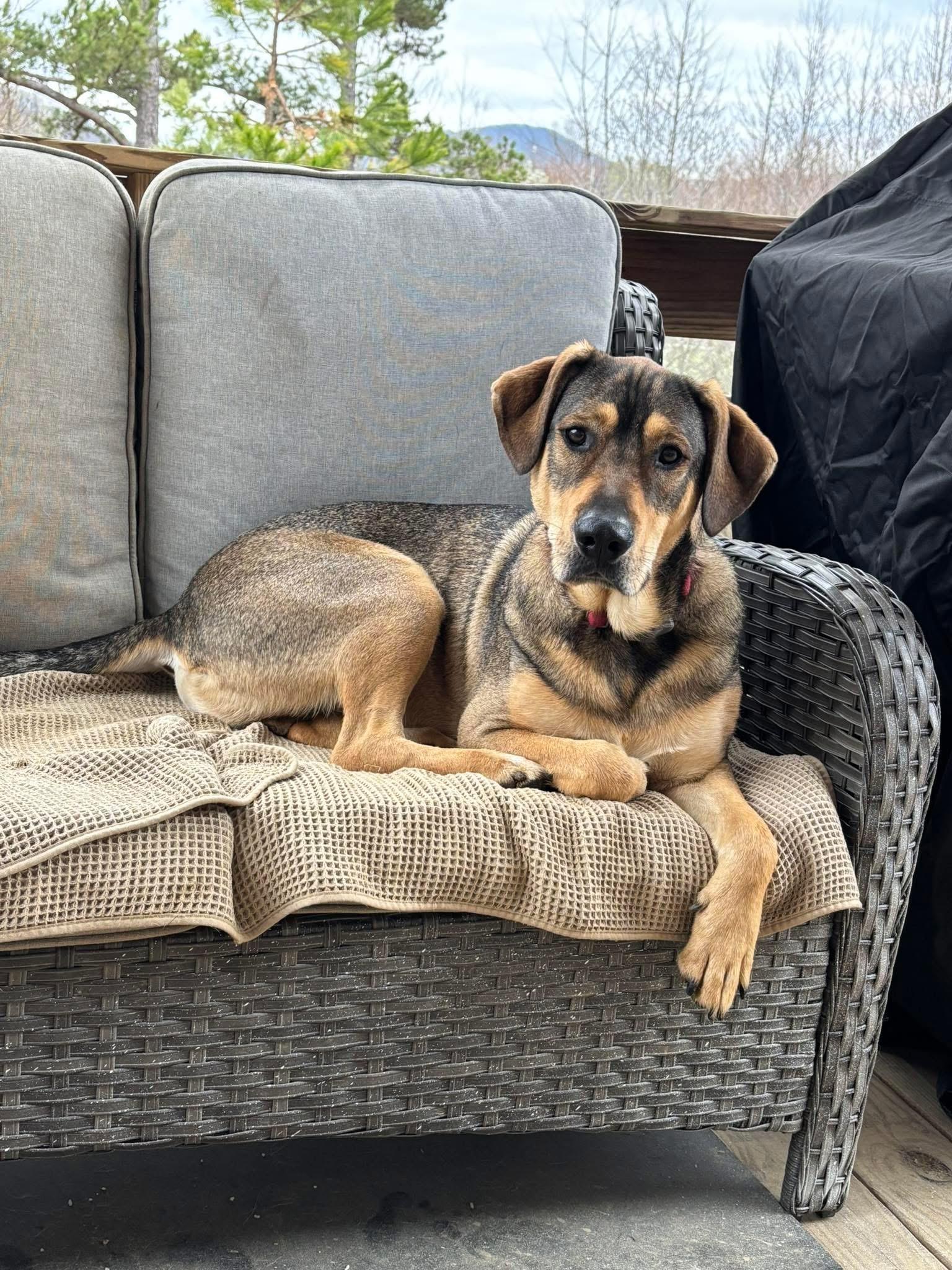 Wiley, ADOPTABLE, Young Male Shepherd & Hound.
