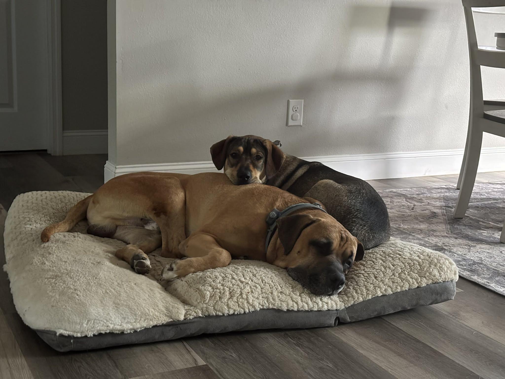 Enlarge Wiley, a ADOPTABLE mixed breed in Maryville, TN image 3/3