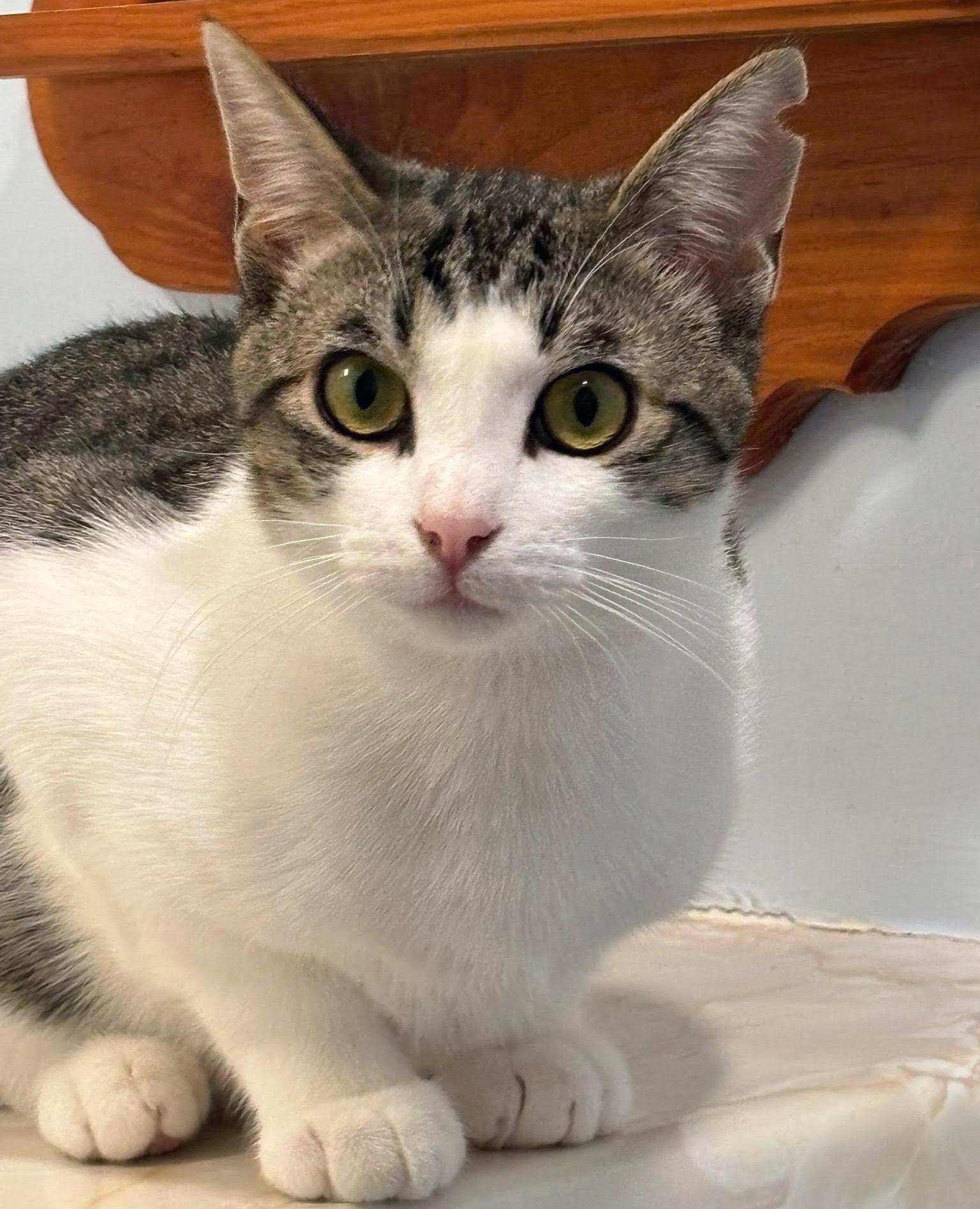 Enlarge Bonded Brothers Doc Holliday and Etta Place, a Adoptable Domestic Short Hair in Fair Haven, VT image 2/6