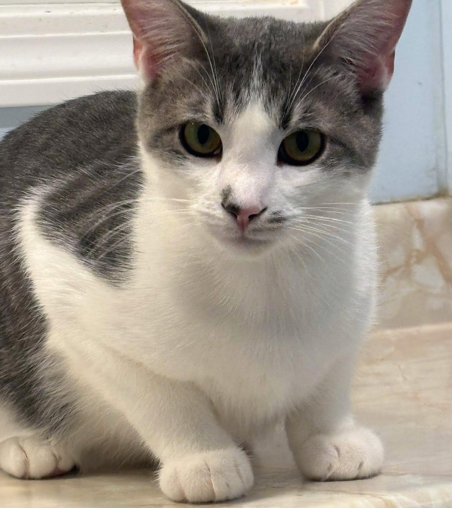 Enlarge Bonded Brothers Doc Holliday and Etta Place, a Adoptable Domestic Short Hair in Fair Haven, VT image 3/6