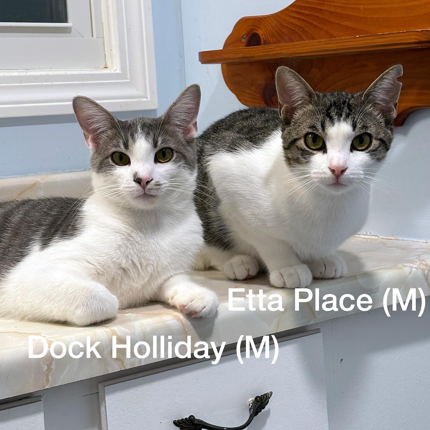 Enlarge Bonded Brothers Doc Holliday and Etta Place, a Adoptable Domestic Short Hair in Fair Haven, VT image 4/6