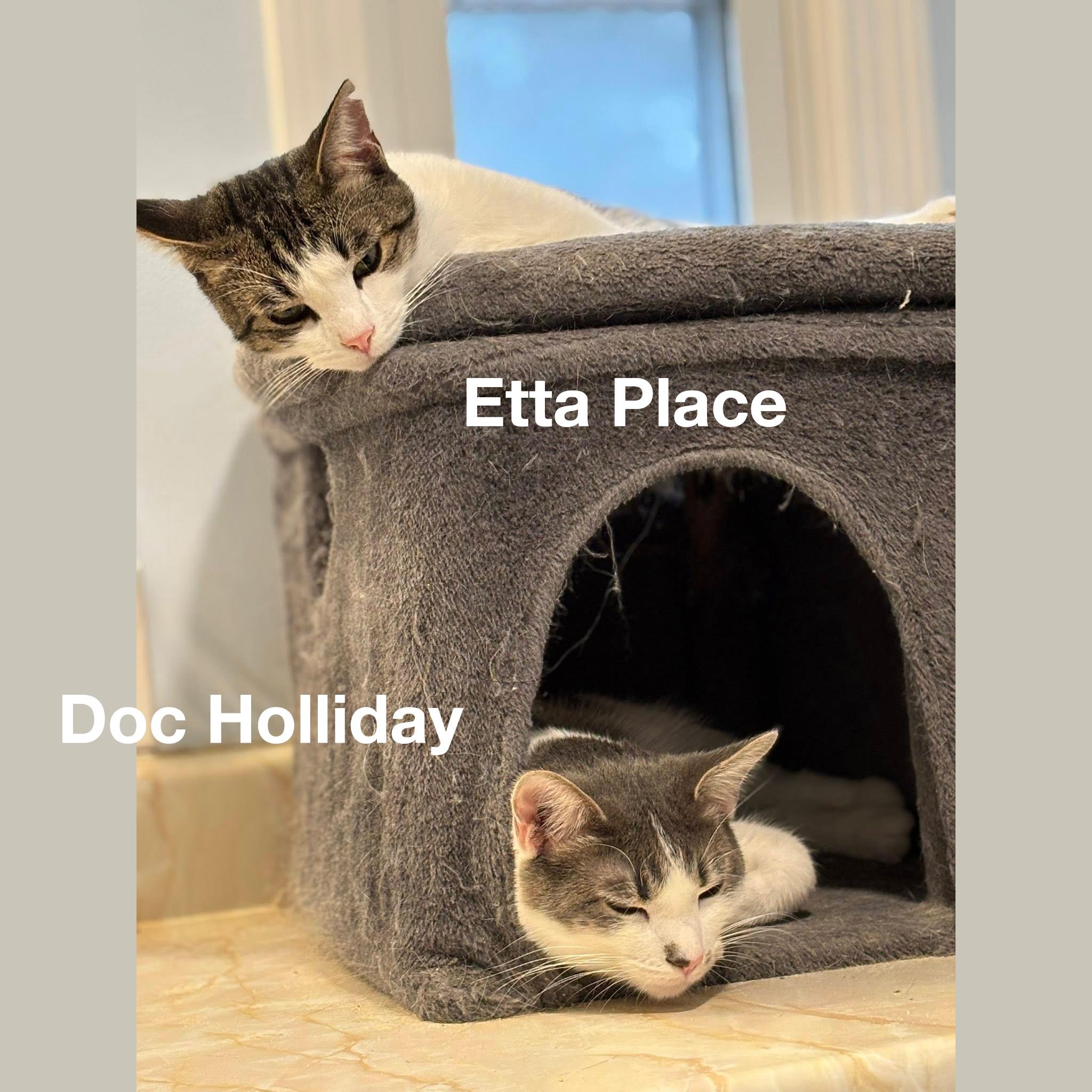 Bonded Brothers Doc Holliday and Etta Place, Adoptable, Young Male Domestic Short Hair.