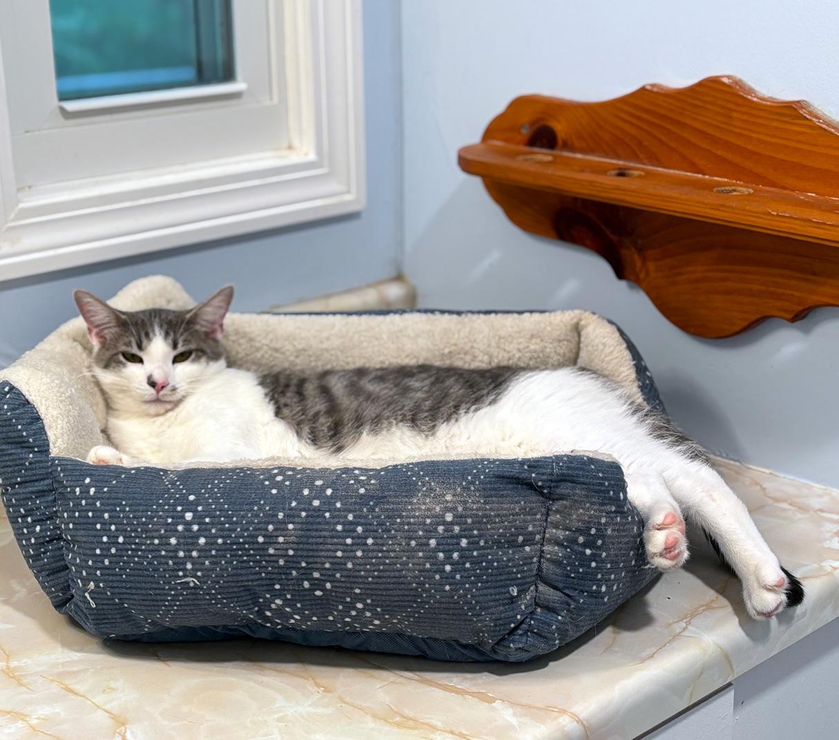 Enlarge Bonded Brothers Doc Holliday and Etta Place, a Adoptable Domestic Short Hair in Fair Haven, VT image 5/6