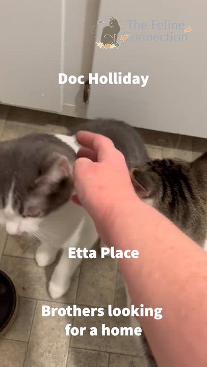 Enlarge Bonded Brothers Doc Holliday and Etta Place, a Adoptable Domestic Short Hair in Fair Haven, VT video 6/6