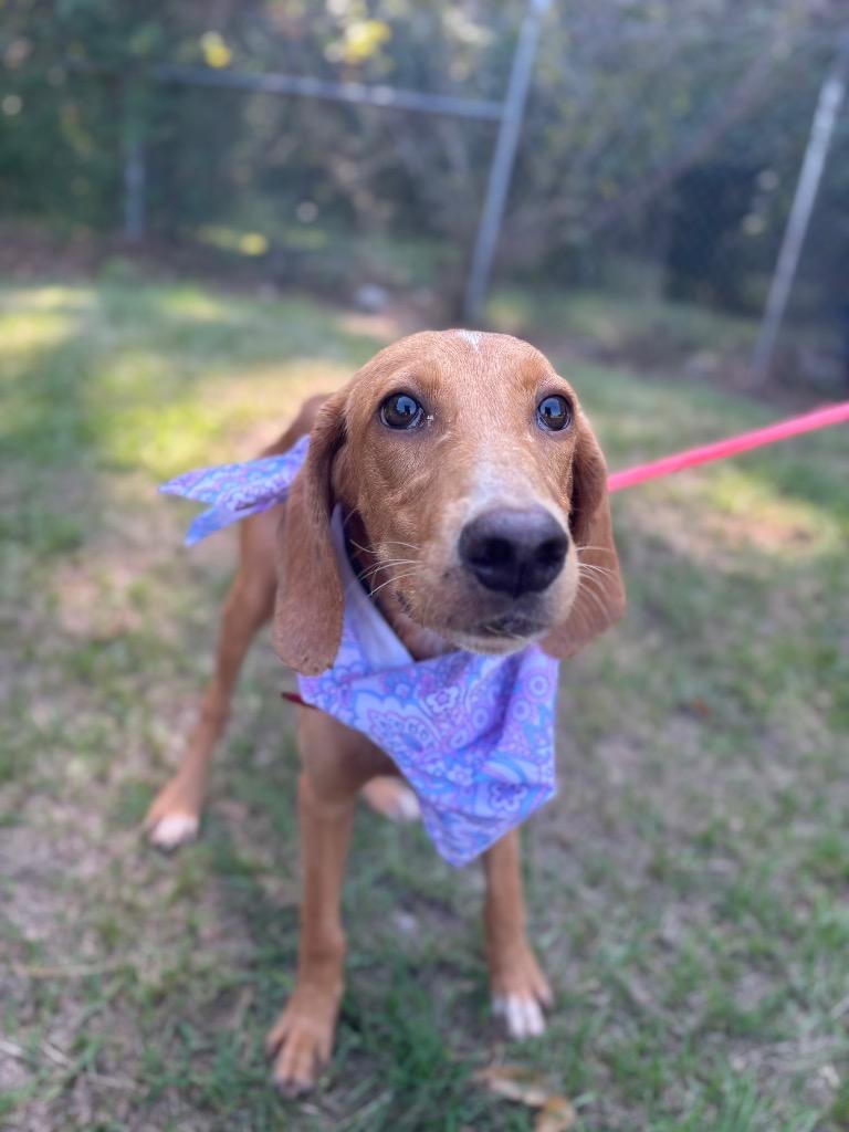 Enlarge Magnolia, a Adoptable mixed breed in Winnsboro, SC image 2/2