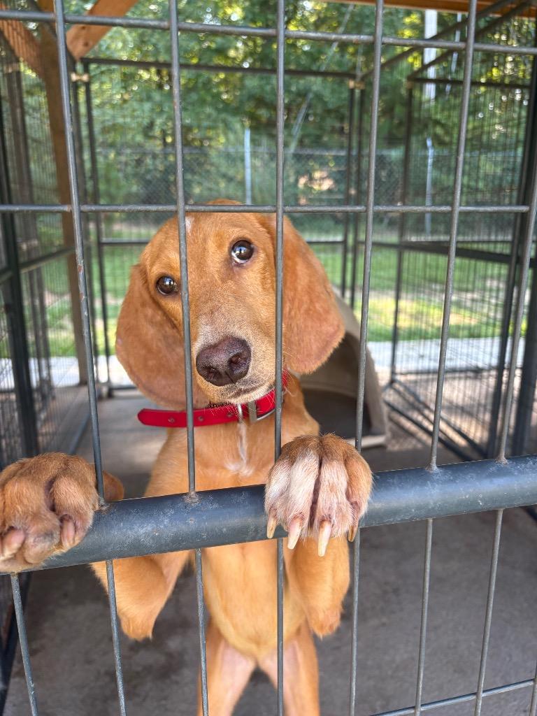 Enlarge Magnolia, a Adoptable mixed breed in Winnsboro, SC image 1/2