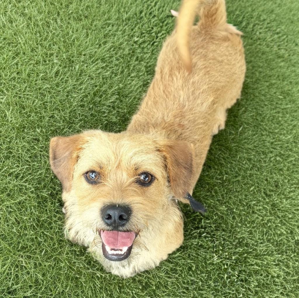 Oliver-2yo 23lb boy!, Adoptable, Young Male Norfolk Terrier & Border Terrier.