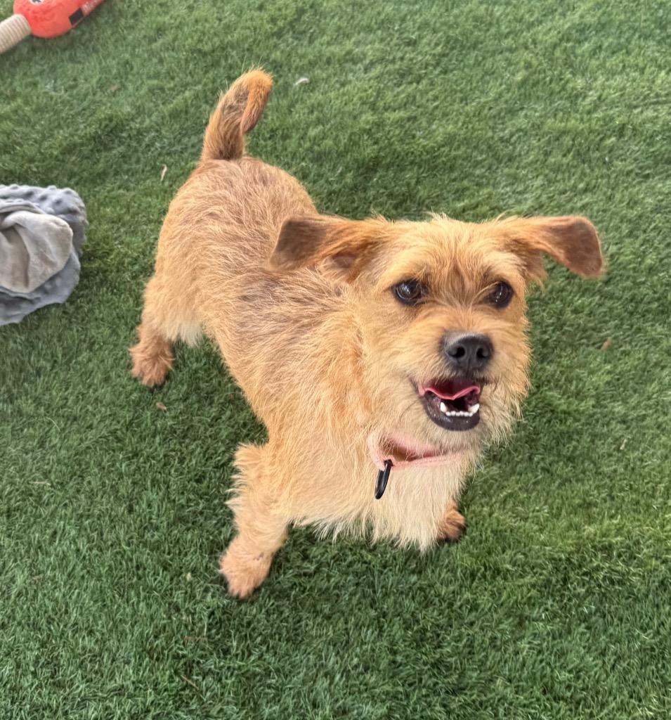 Enlarge Oliver-2yo 23lb boy!, a Adoptable mixed breed in Fort Myers, FL image 2/3