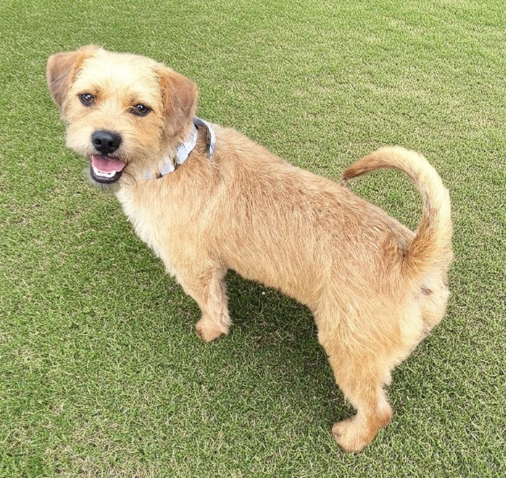 Enlarge Oliver-2yo 23lb boy!, a Adoptable mixed breed in Fort Myers, FL image 3/3