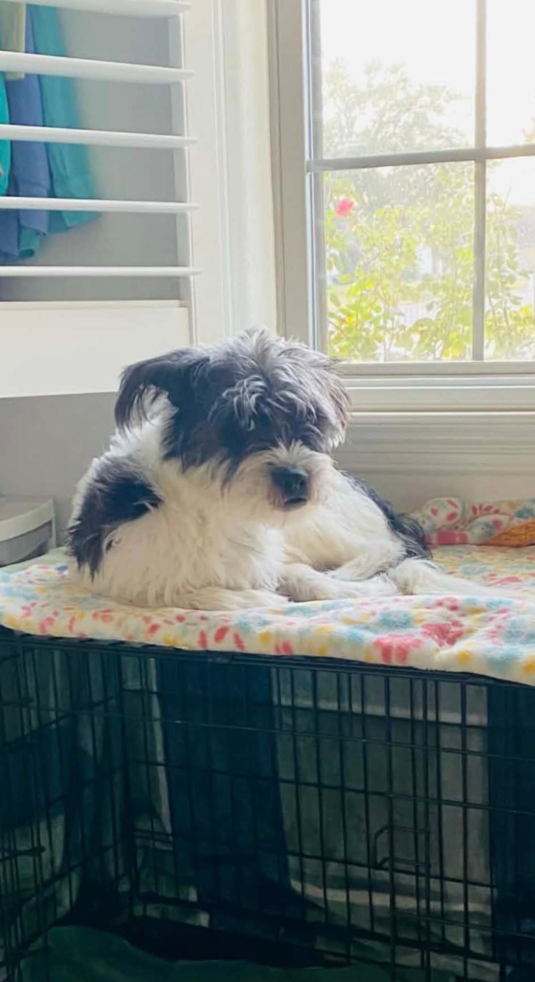 Enlarge Panda, a Adoptable Miniature Schnauzer in Madison , WI image 4/5