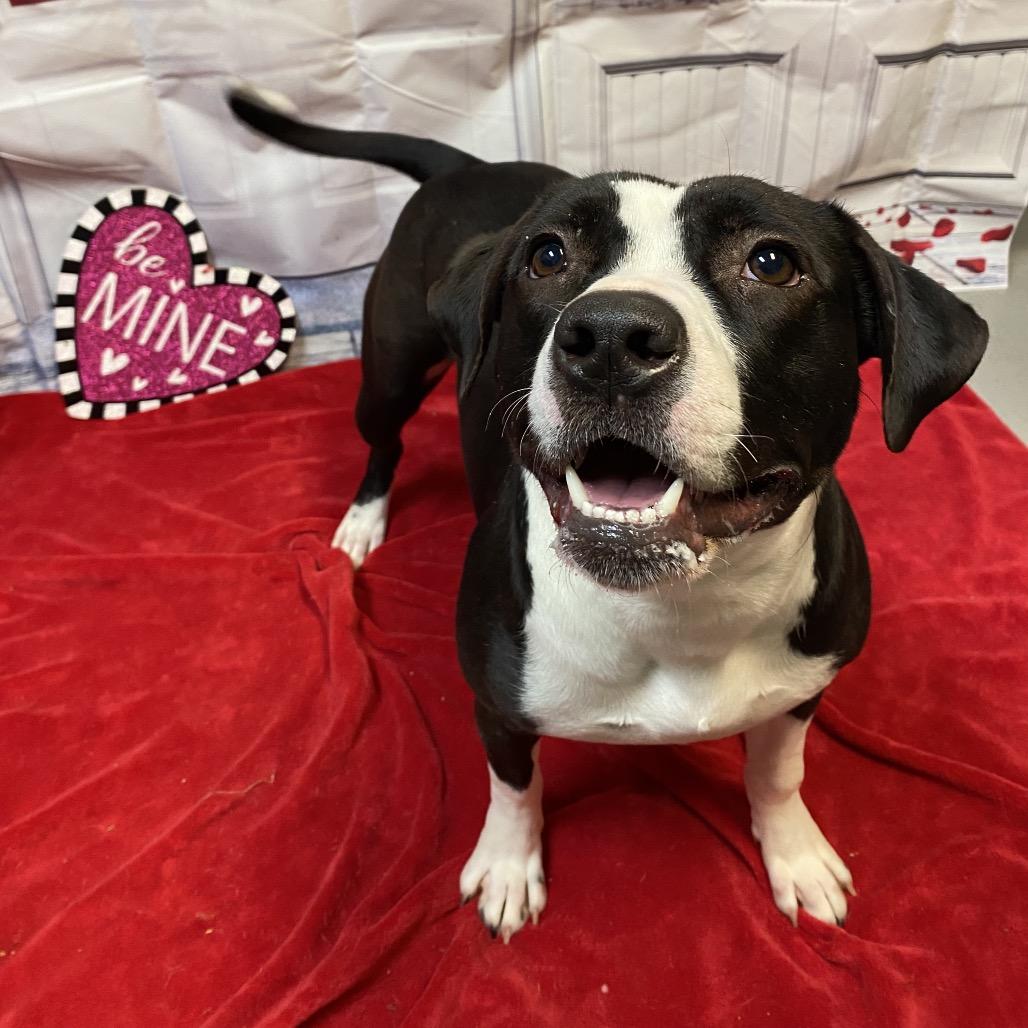 Figgy 8693, a Adoptable Mixed Breed in Columbus, GA image 2/6