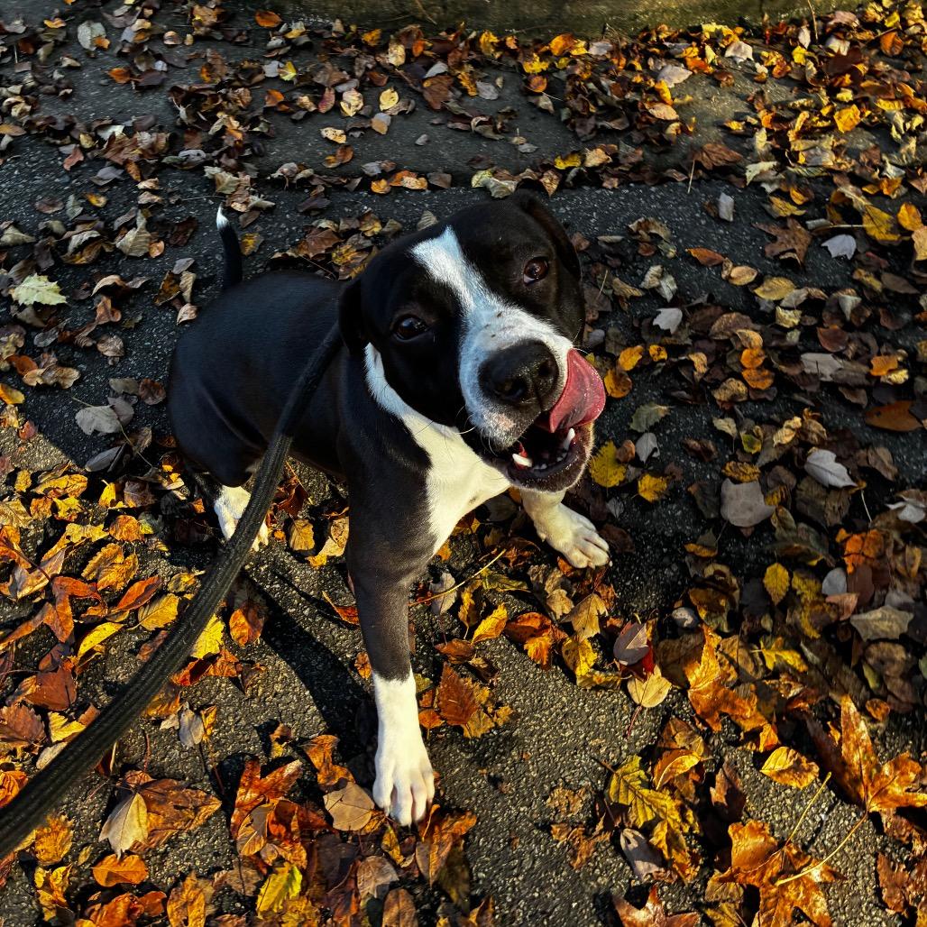 Figgy 8693 — thumbnail 2