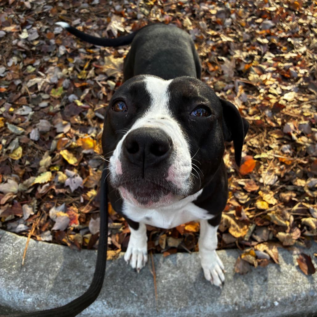 Figgy 8693, a Adoptable Mixed Breed in Columbus, GA image 4/6