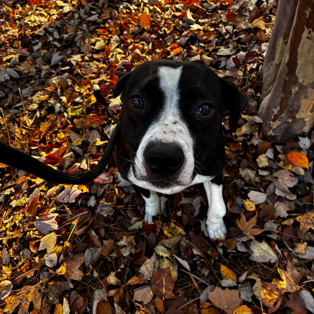 Figgy 8693 — thumbnail 4