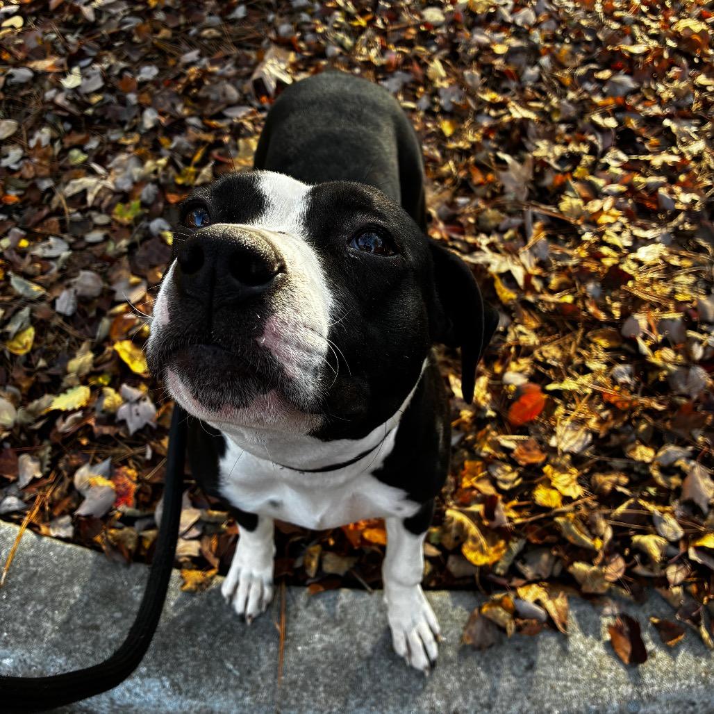 Figgy 8693 — thumbnail 5