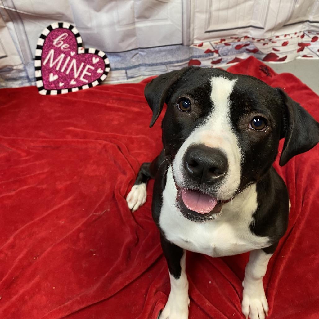 Figgy 8693 — thumbnail 6