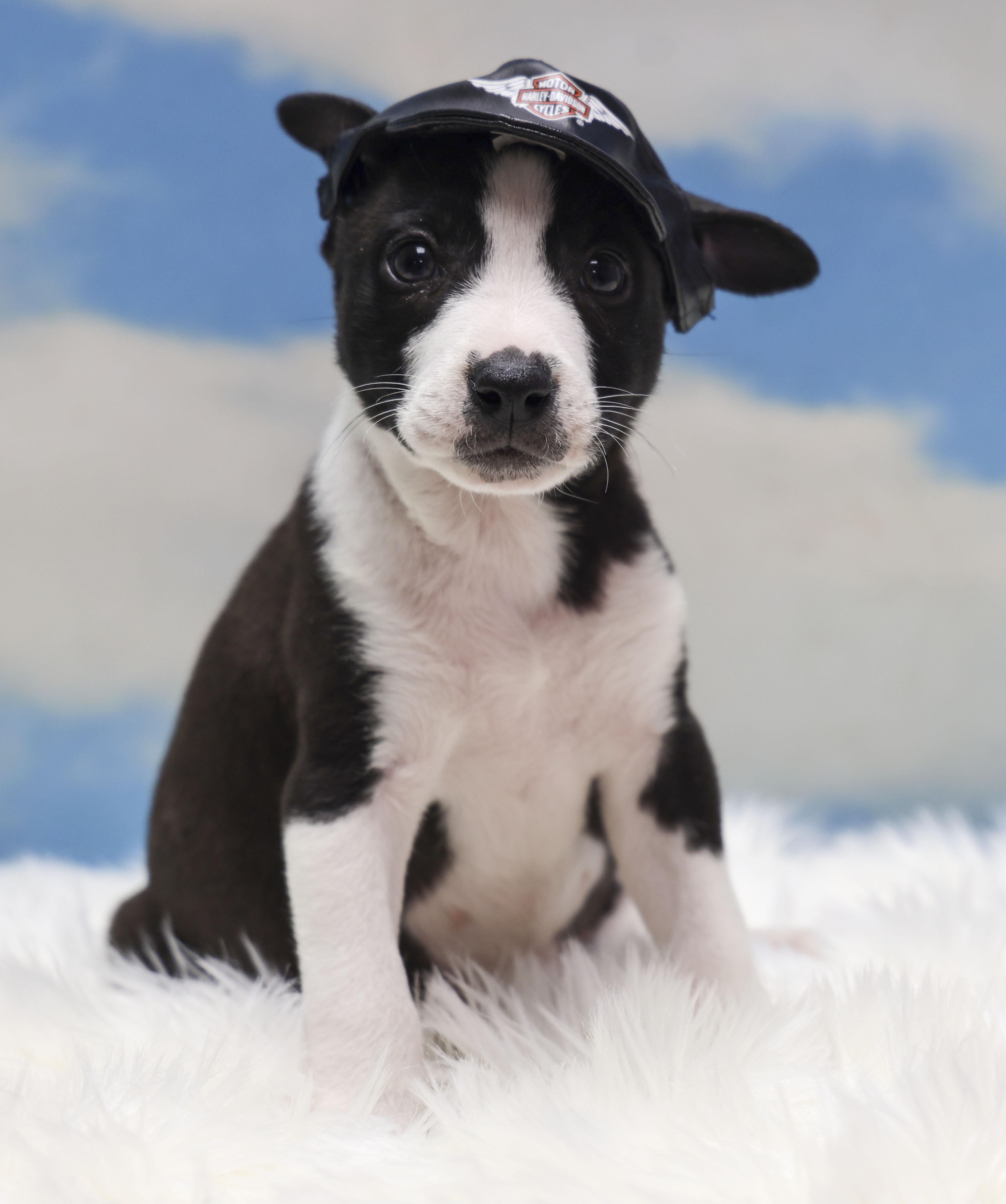 Enlarge Foster Puppy Heidi, an adopted mixed breed in Casa Grande, AZ image 2/5