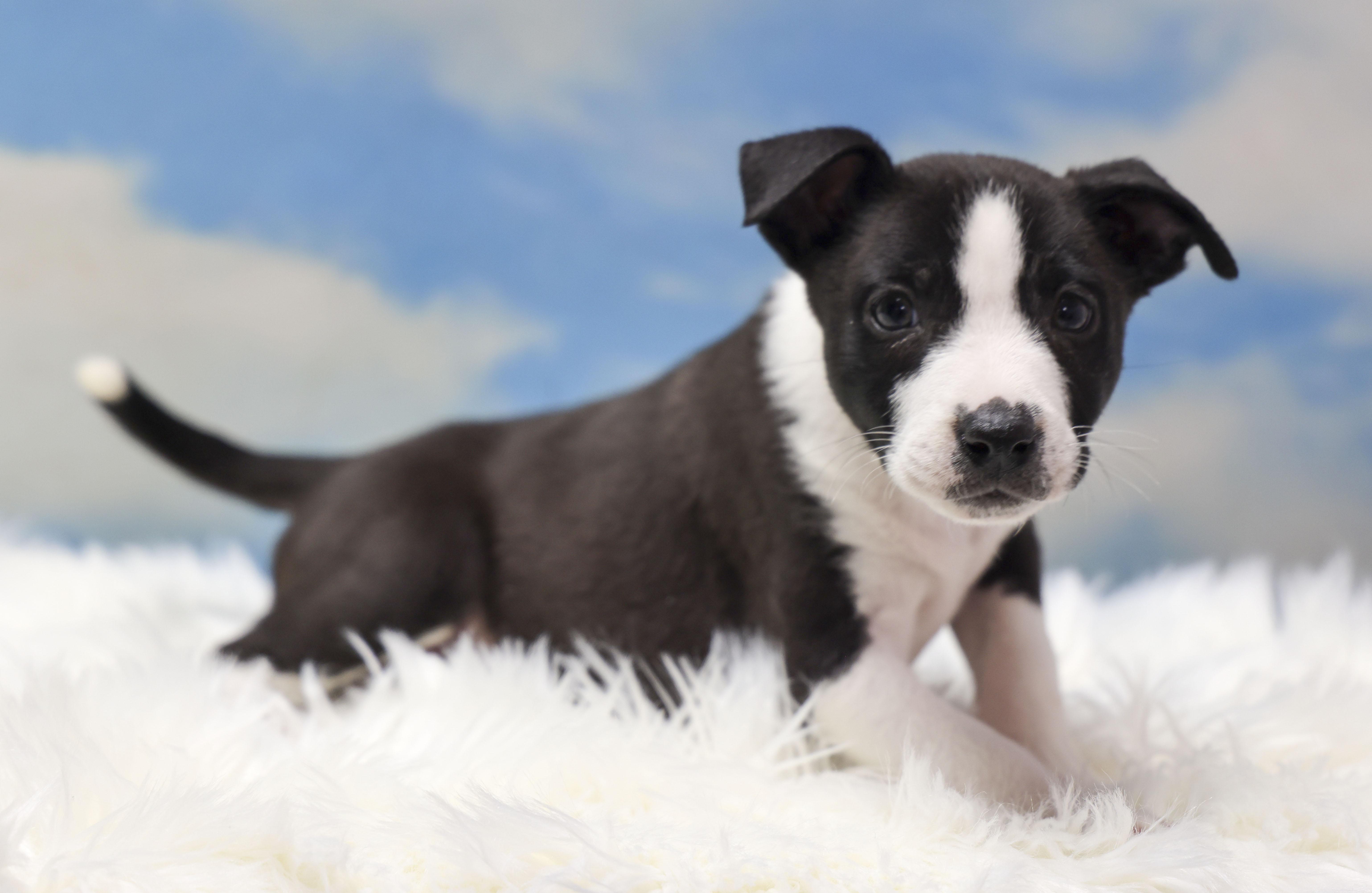 Enlarge Foster Puppy Heidi, an adopted mixed breed in Casa Grande, AZ image 4/5