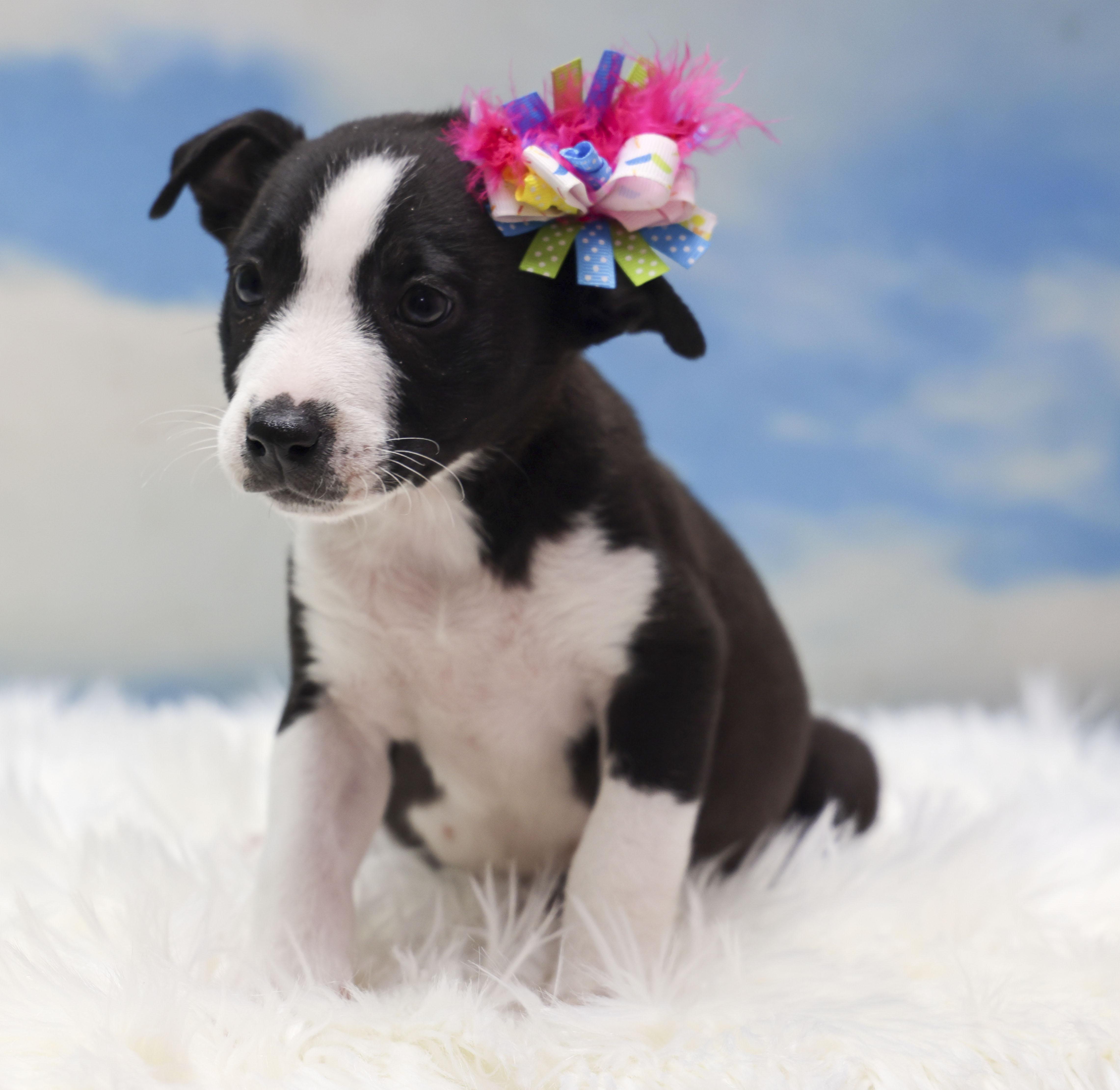 Enlarge Foster Puppy Heidi, an adopted mixed breed in Casa Grande, AZ image 5/5