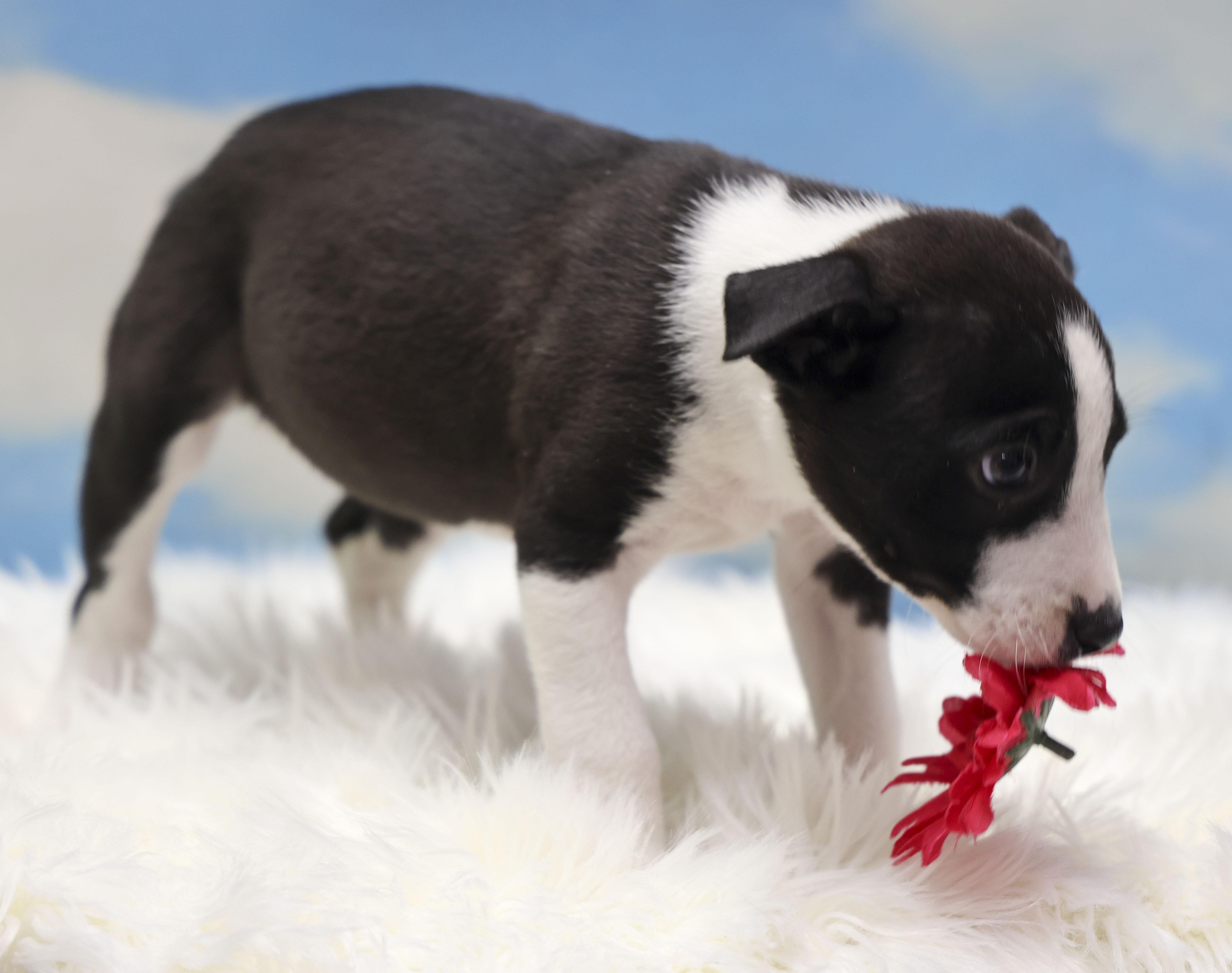 Enlarge Foster Puppy Heidi, an adopted mixed breed in Casa Grande, AZ image 3/5