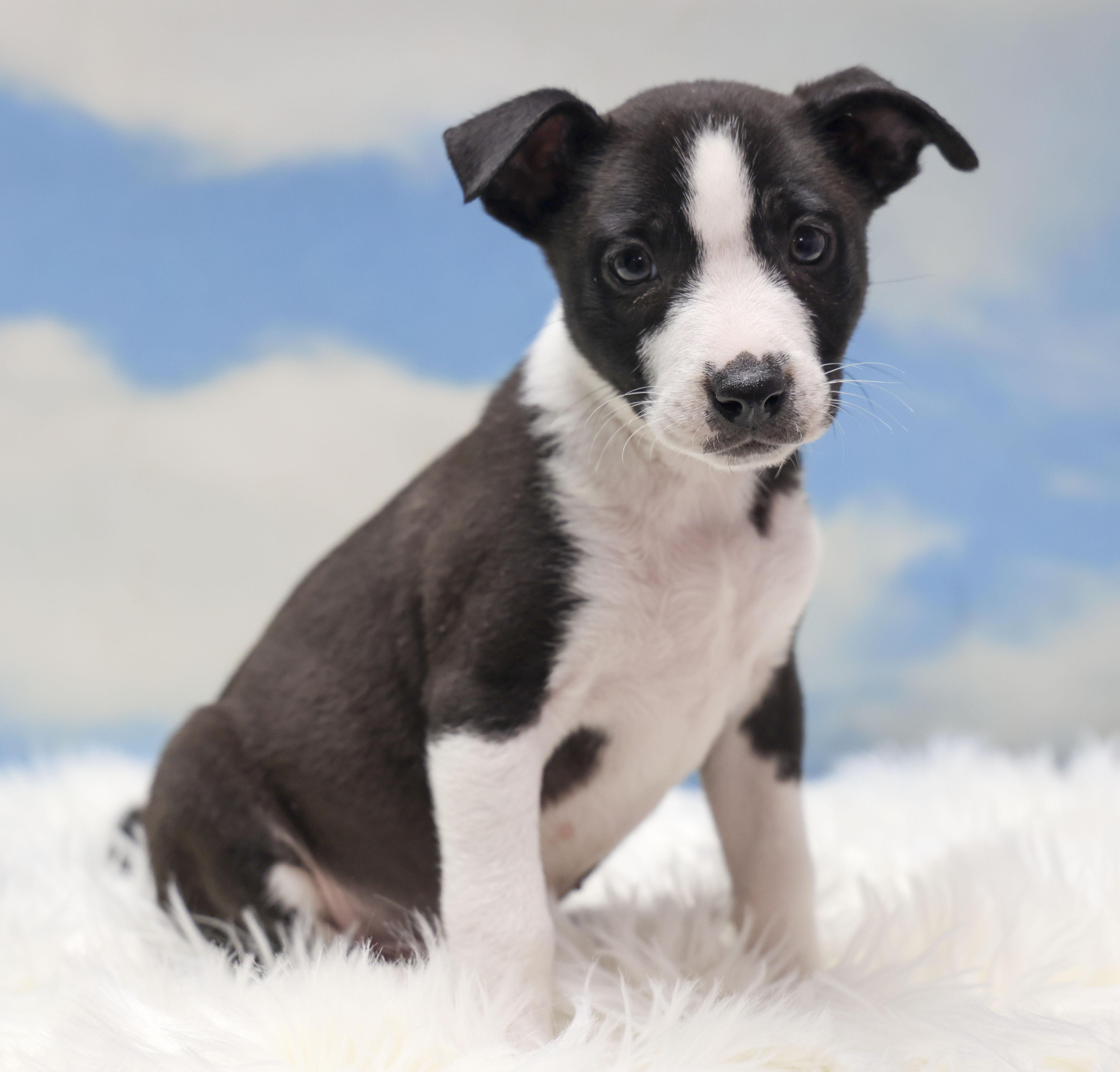 Enlarge Foster Puppy Heidi, an adopted mixed breed in Casa Grande, AZ image 1/5