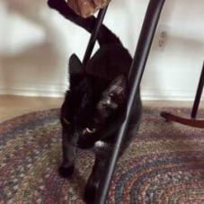 Nakia, a Adoptable Domestic Short Hair in Los Angeles, CA image 1/4