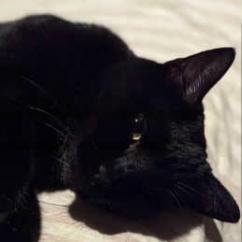 Nakia, a Adoptable Domestic Short Hair in Los Angeles, CA image 2/4