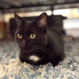 Nakia, a Adoptable Domestic Short Hair in Los Angeles, CA image 3/4