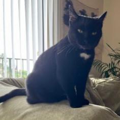 Nakia, a Adoptable Domestic Short Hair in Los Angeles, CA image 4/4