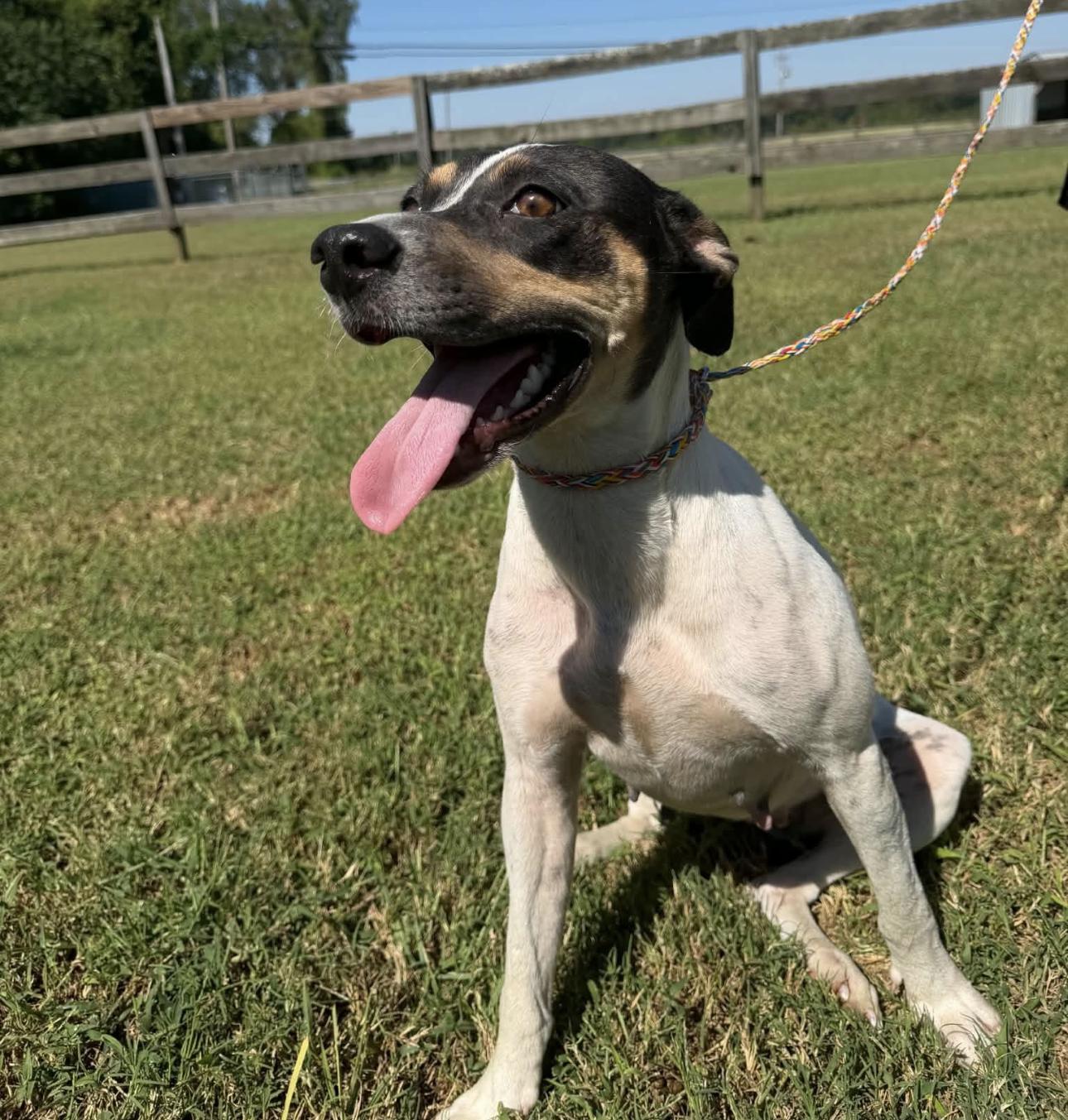 Ruby, Adoptable, Adult Female Mixed Breed.