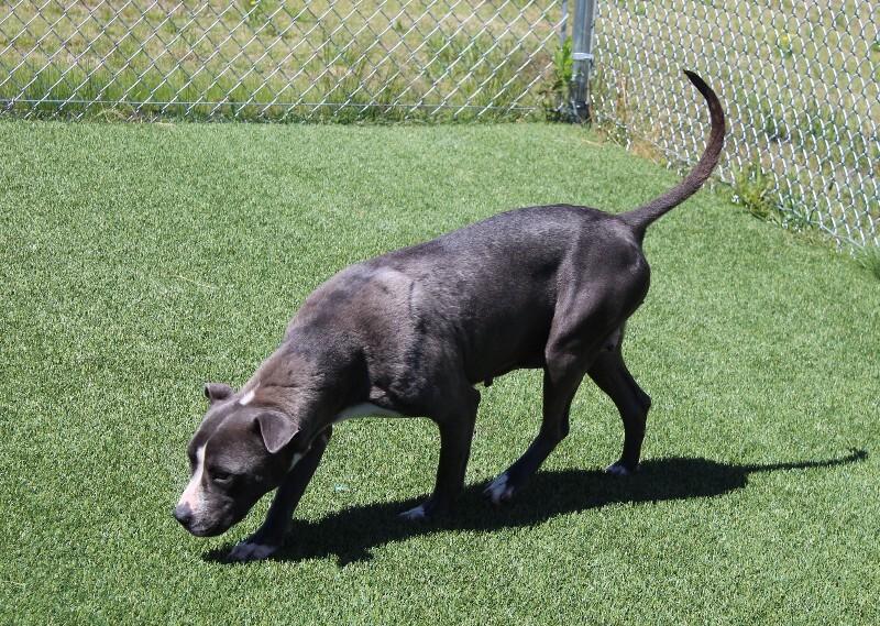 Snow White, a Adoptable mixed breed in Jackson, TN image 1/5