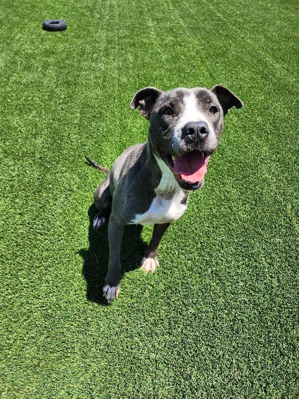 Snow White, a Adoptable mixed breed in Jackson, TN image 2/5