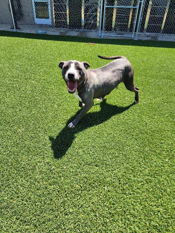 Snow White, a Adoptable mixed breed in Jackson, TN image 3/5