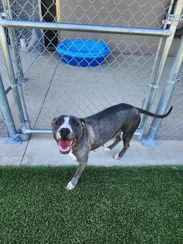 Snow White, a Adoptable mixed breed in Jackson, TN image 4/5