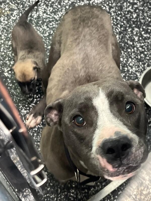 Snow White, a Adoptable mixed breed in Jackson, TN image 5/5