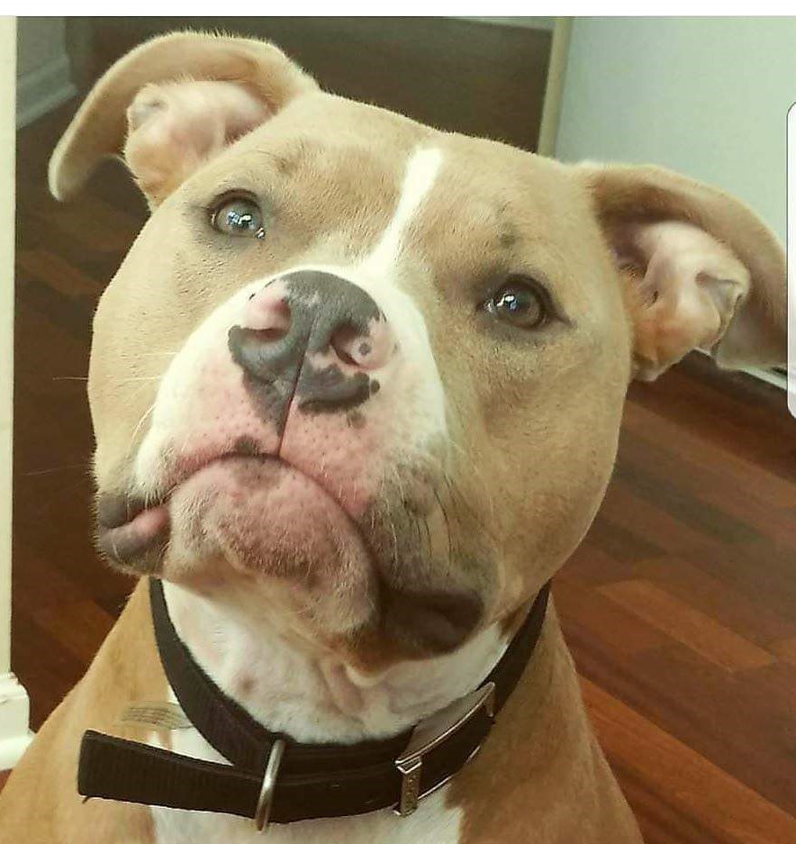 Thor, Adoptable, Adult Male American Staffordshire Terrier.