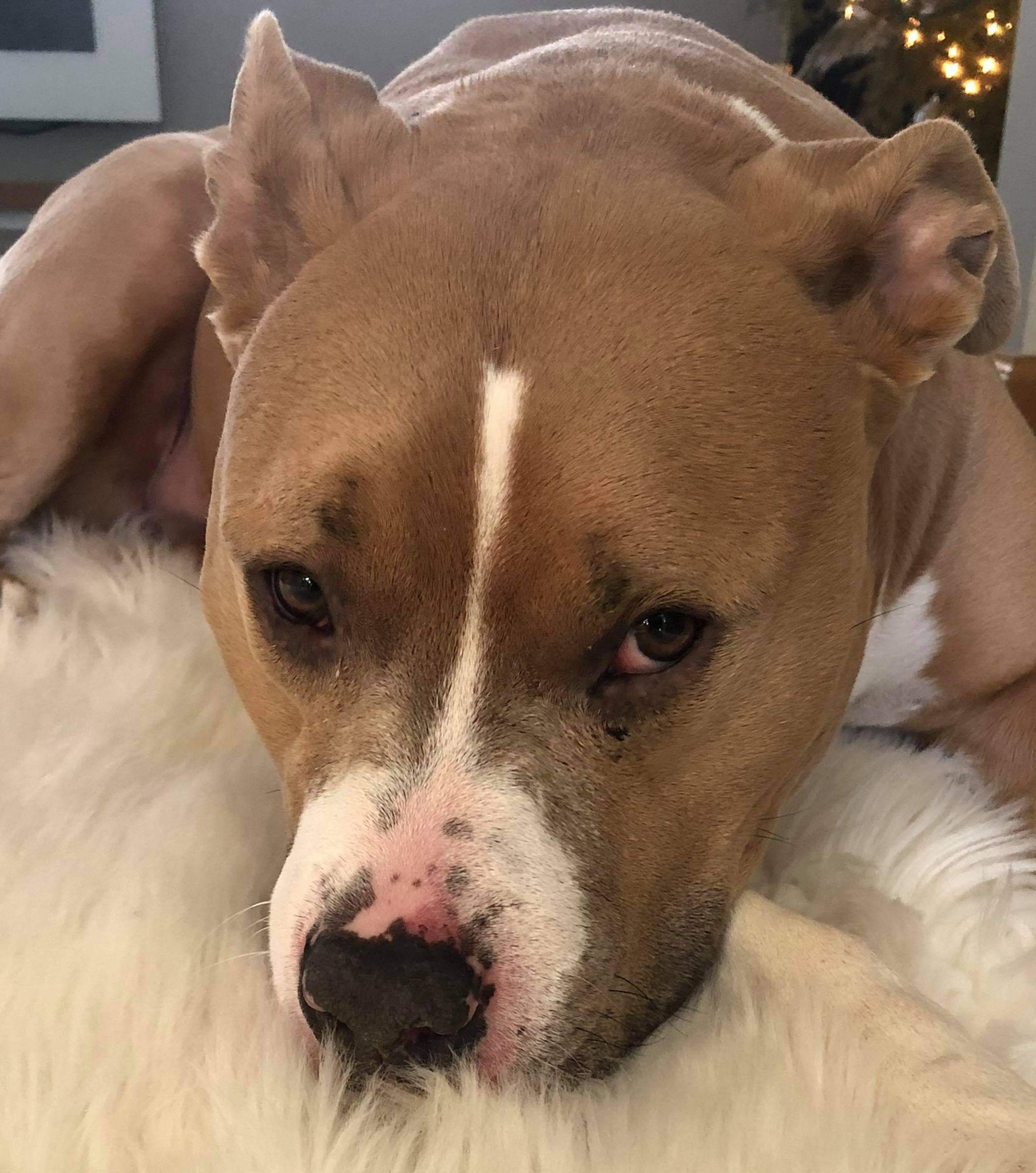 Thor, a Adoptable mixed breed in Roselle, IL image 2/6