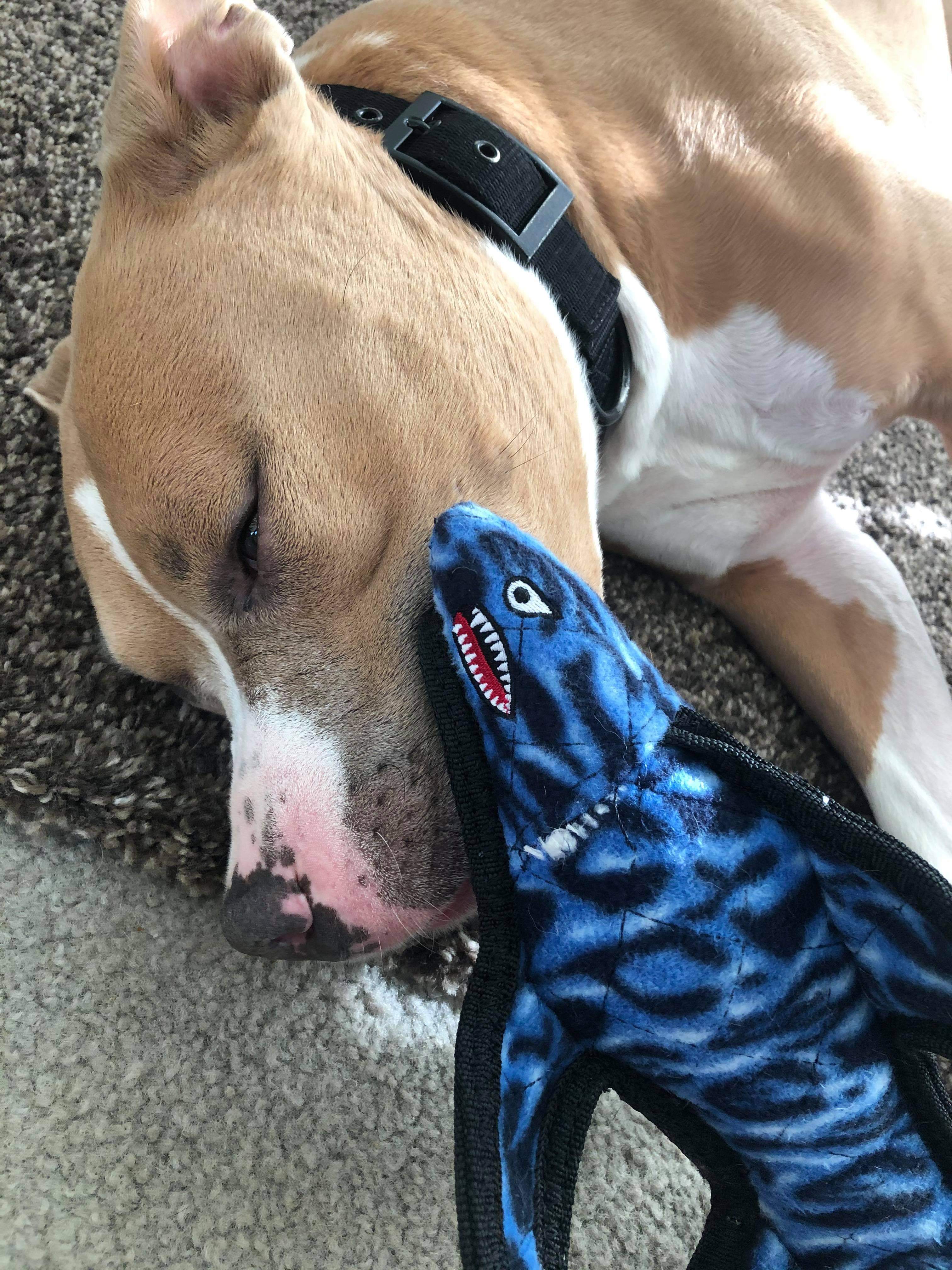 Thor, a Adoptable mixed breed in Roselle, IL image 3/6