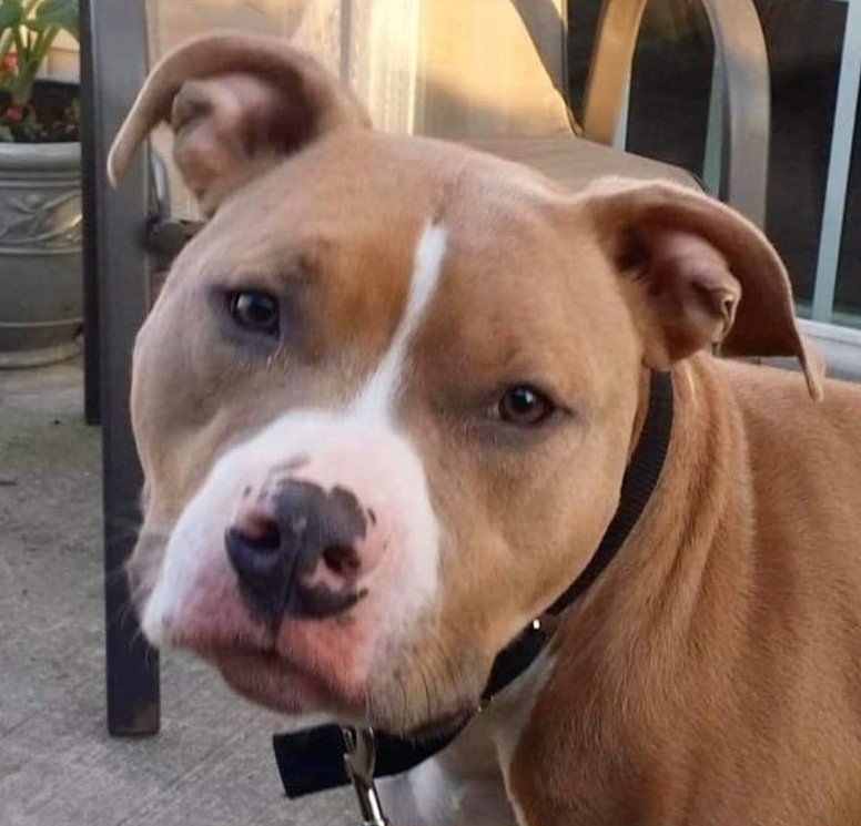 Thor, a Adoptable mixed breed in Roselle, IL image 4/6