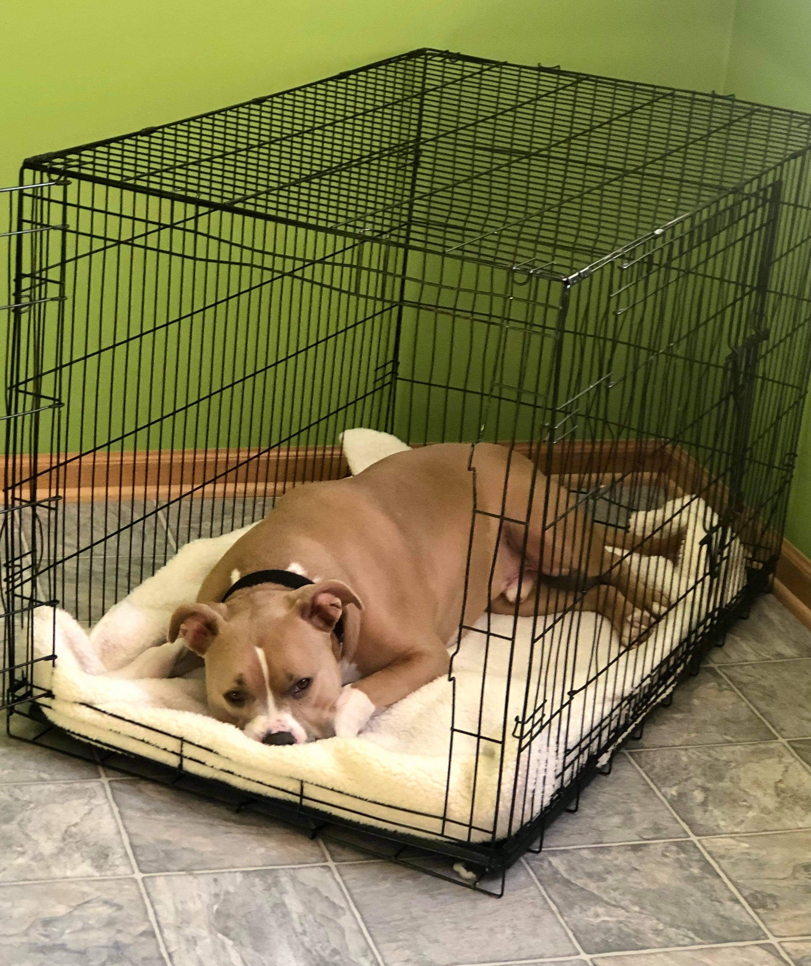 Thor, a Adoptable mixed breed in Roselle, IL image 5/6