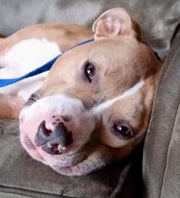 Thor, a Adoptable mixed breed in Roselle, IL image 6/6